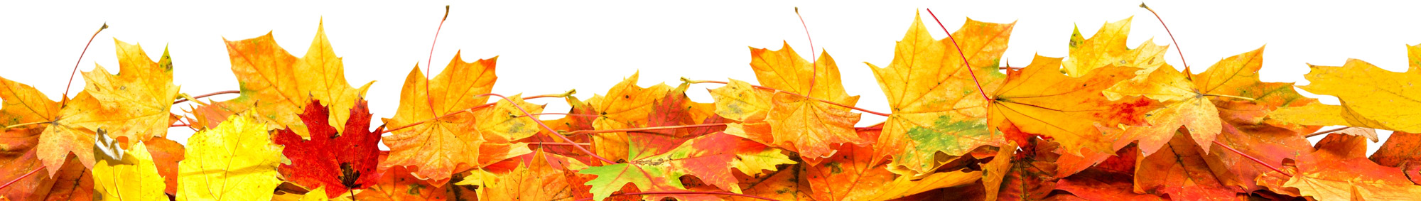 Eco-Therapy in Peterborough